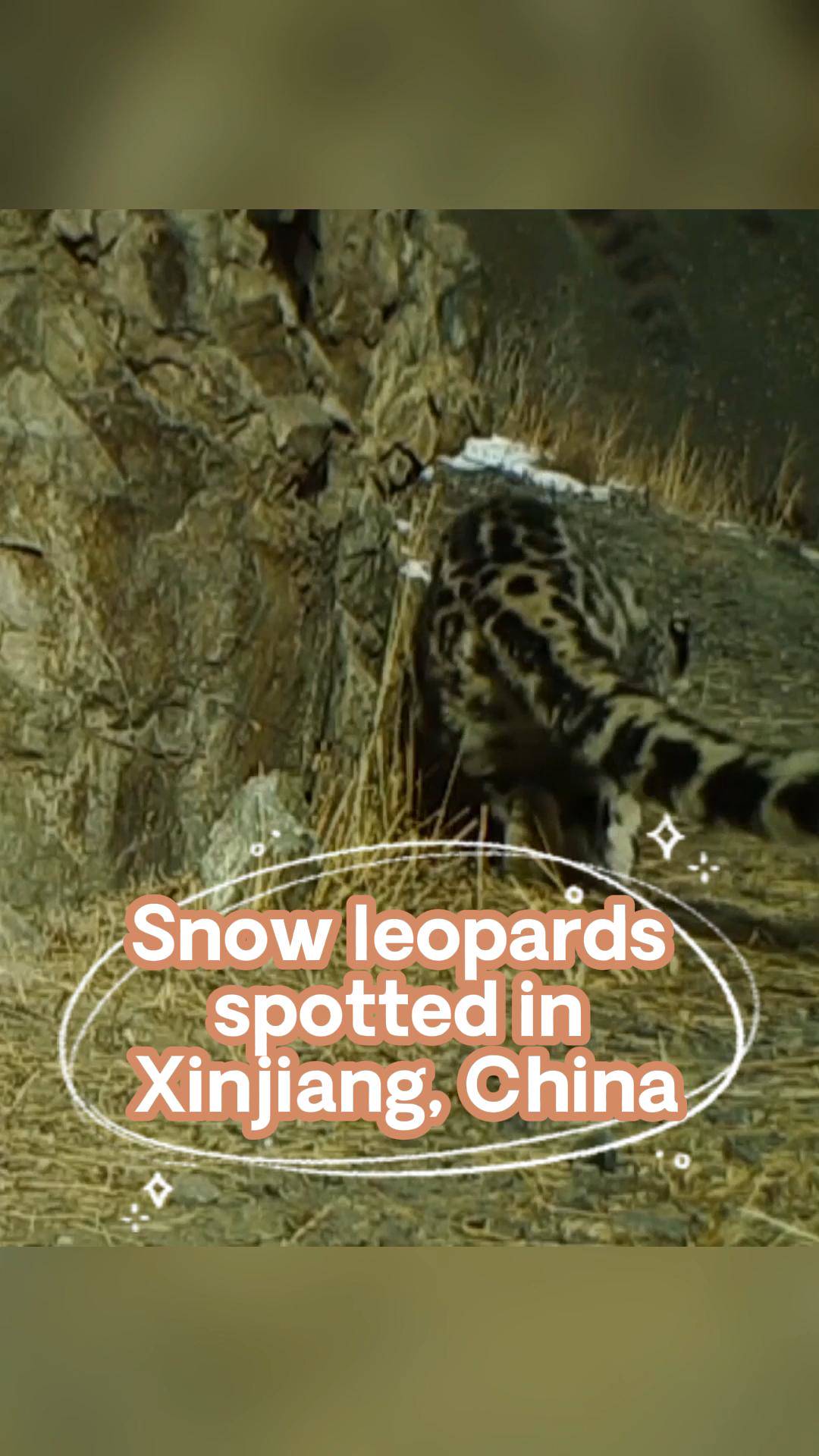 Snow leopards spotted in Xinjiang, China XINHUA LINE TODAY