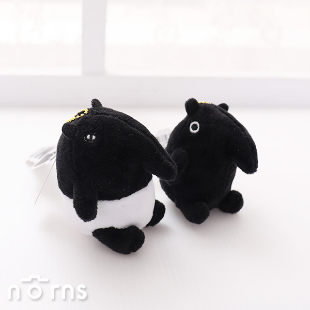 norns門市同步販售