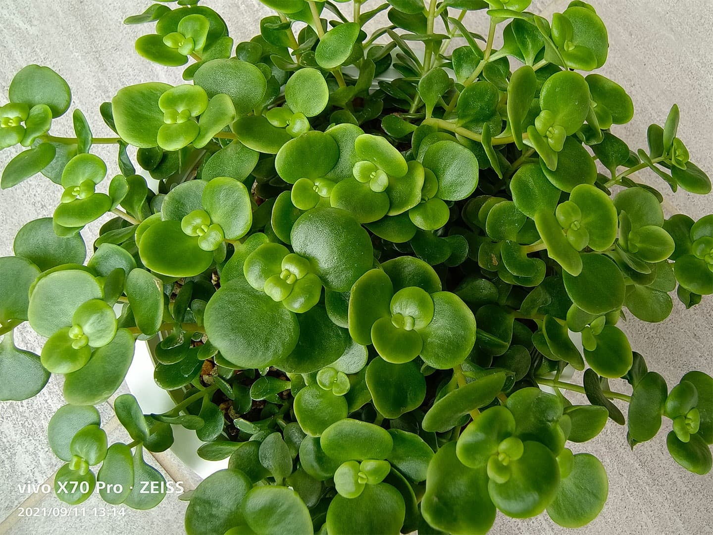 新世代蔡司攝影旗艦 vivo X70 Pro 深度評析，大量實拍測試見真章！