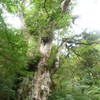 ほほえみ屋久島