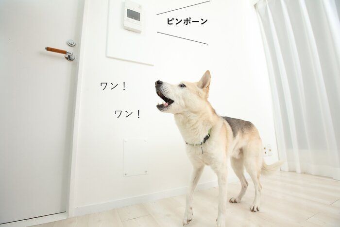 吠えにくい犬に育てる ために飼い主さんにできること いぬのきもちnews