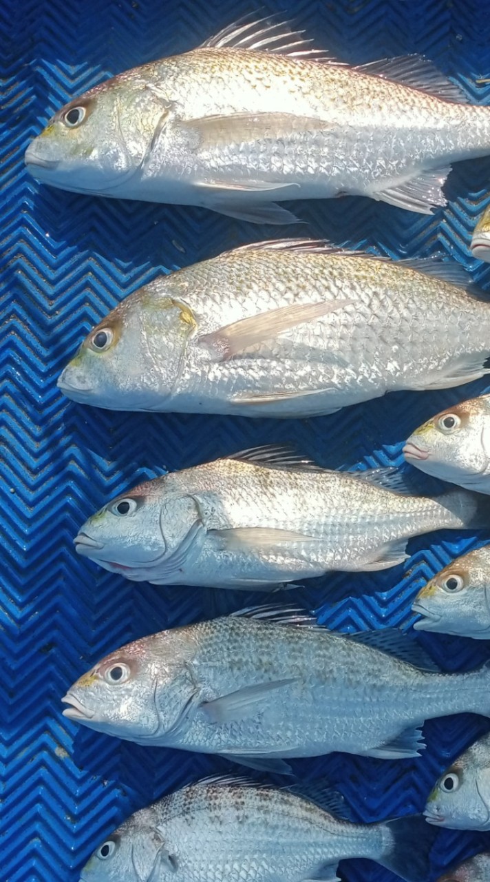 🌊磯戰🌊 永新泡棉船大物夢