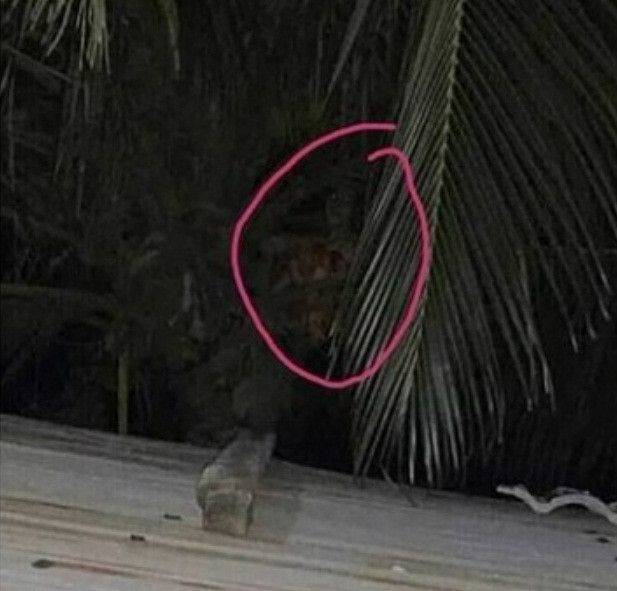 60 Koleksi Gambar Hantu Galah HD