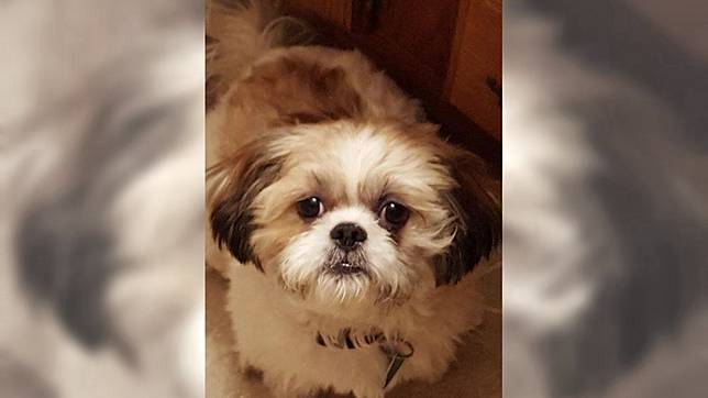 示意圖／翻攝自Shih Tzu !臉書
