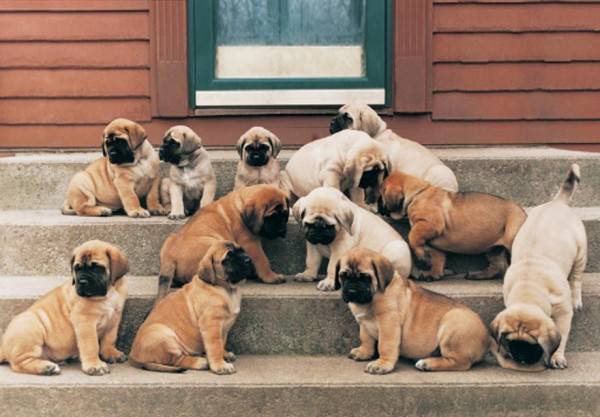 6 Fakta Menakjubkan English Mastiff Anjing Terbesar Di Dunia