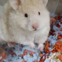 鄰家有鼠