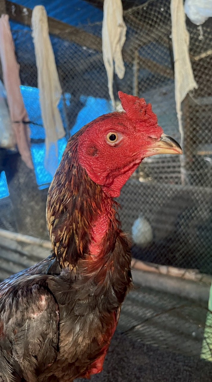 ไก่คัดผ่านเพชรป่าแดง