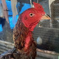 ไก่คัดผ่านเพชรป่าแดง