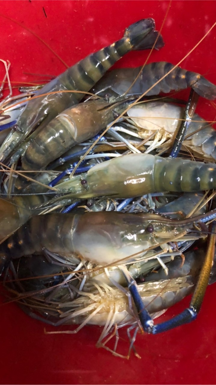 少年董泰國蝦、活海鮮專賣店！