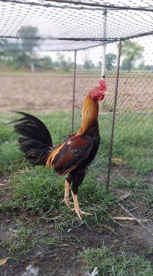 ปูไก่ชน อุบลราชธานี