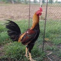 ปูไก่ชน อุบลราชธานี