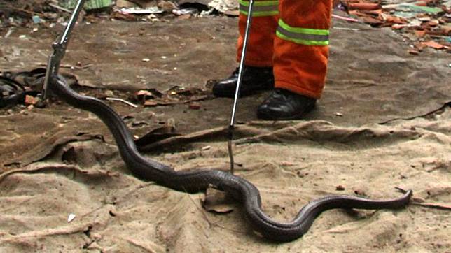 Heboh Ular Kobra 5 Ciri Ular Berbisa Menurut Pakar Reptil Itb