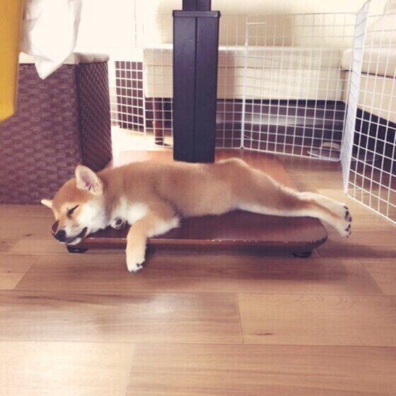 犬が寝場所を選ぶ3つの基準 寝場所でわかる犬の気持ち いぬのきもちnews