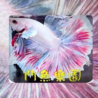 鬥魚水樂園