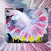 鬥魚樂園