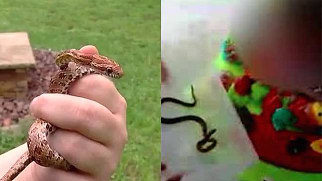 Ya Ampun! Ibu Ini Biarkan Anaknya Digigit Ular saat Bermain, Alasannya Bikin Gagal Paham!