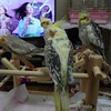 インコ好きが集まる雑談部屋❣️