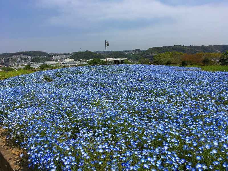 横須賀くりはま花の国 でポピー ネモフィラ開花 入場無料