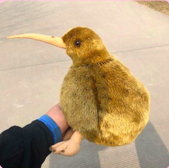 可愛的奇異鳥已經瀕臨絕種危機，紐國政府在保育計畫已投注千萬美元，希望紐西蘭的國鳥可以長長久久的生活下去～