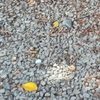 台南新化區育兒園地 （育兒大小事皆可談論、分享）