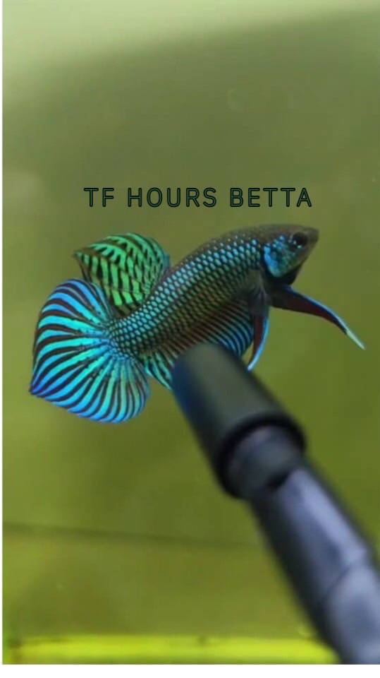 24HoursBetta ร้านปลากัด
