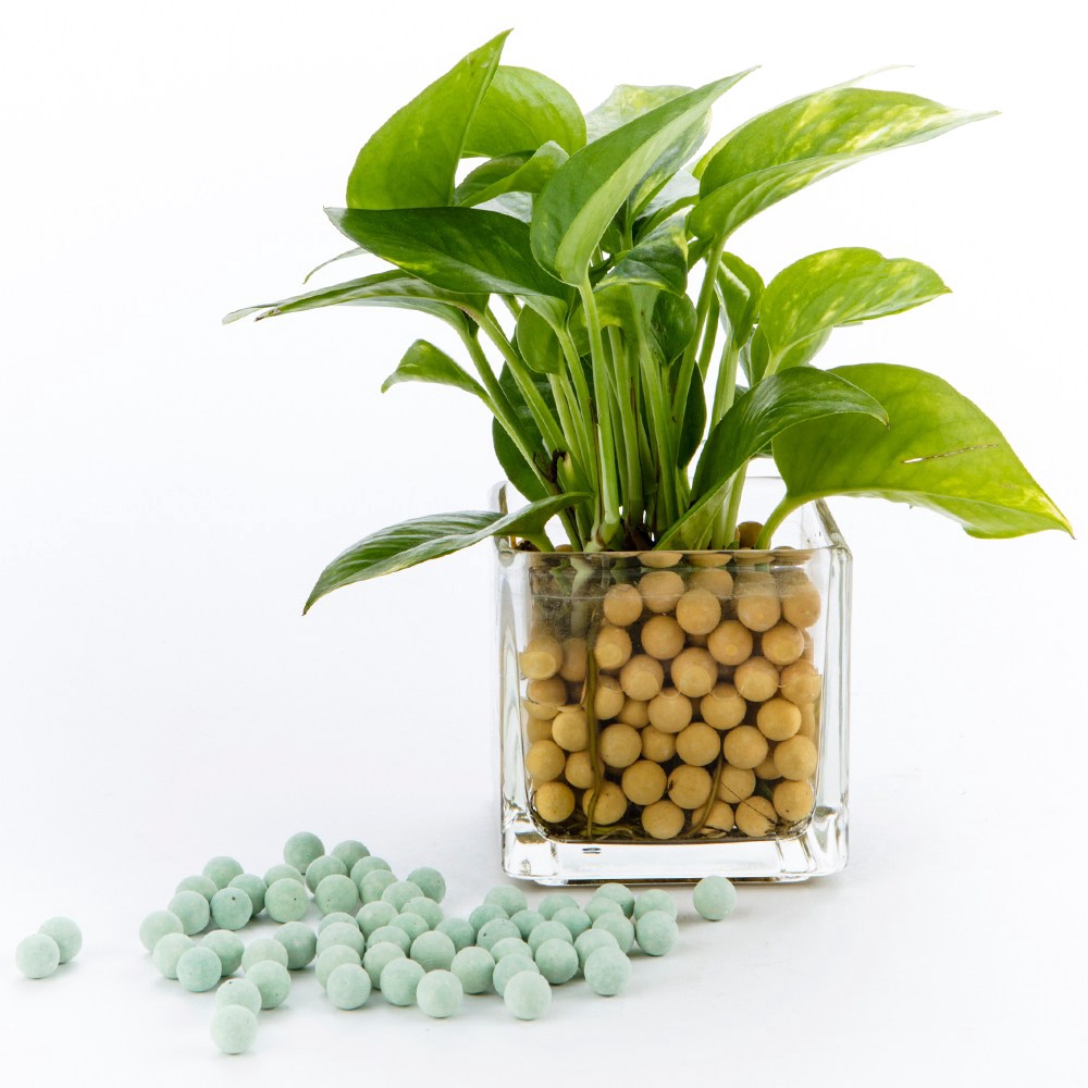 【商品特色】乾淨清潔，無菌不長蟲，能代替土壤栽培富含許多細小孔隙，有水質淨化及過濾效果使用新開發環保綠色素材CEO，清潔乾淨後可重複繼續使用與水接觸後，會自然散發負離子，達到淨化空氣之作用======