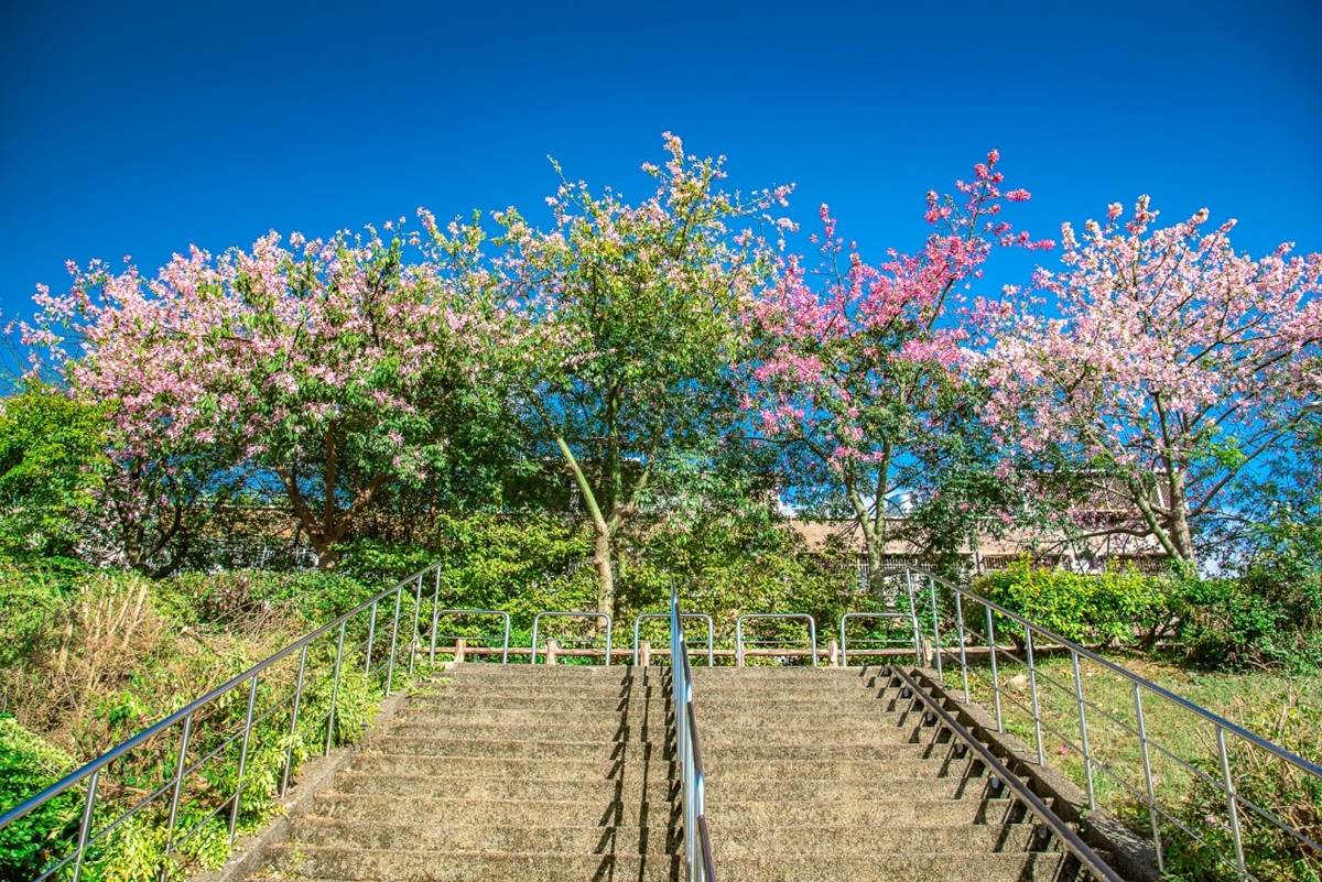 秋限定「賞櫻步道祕境」藏在這！上百株「美人樹」粉嫩大爆發，11月前免費拍