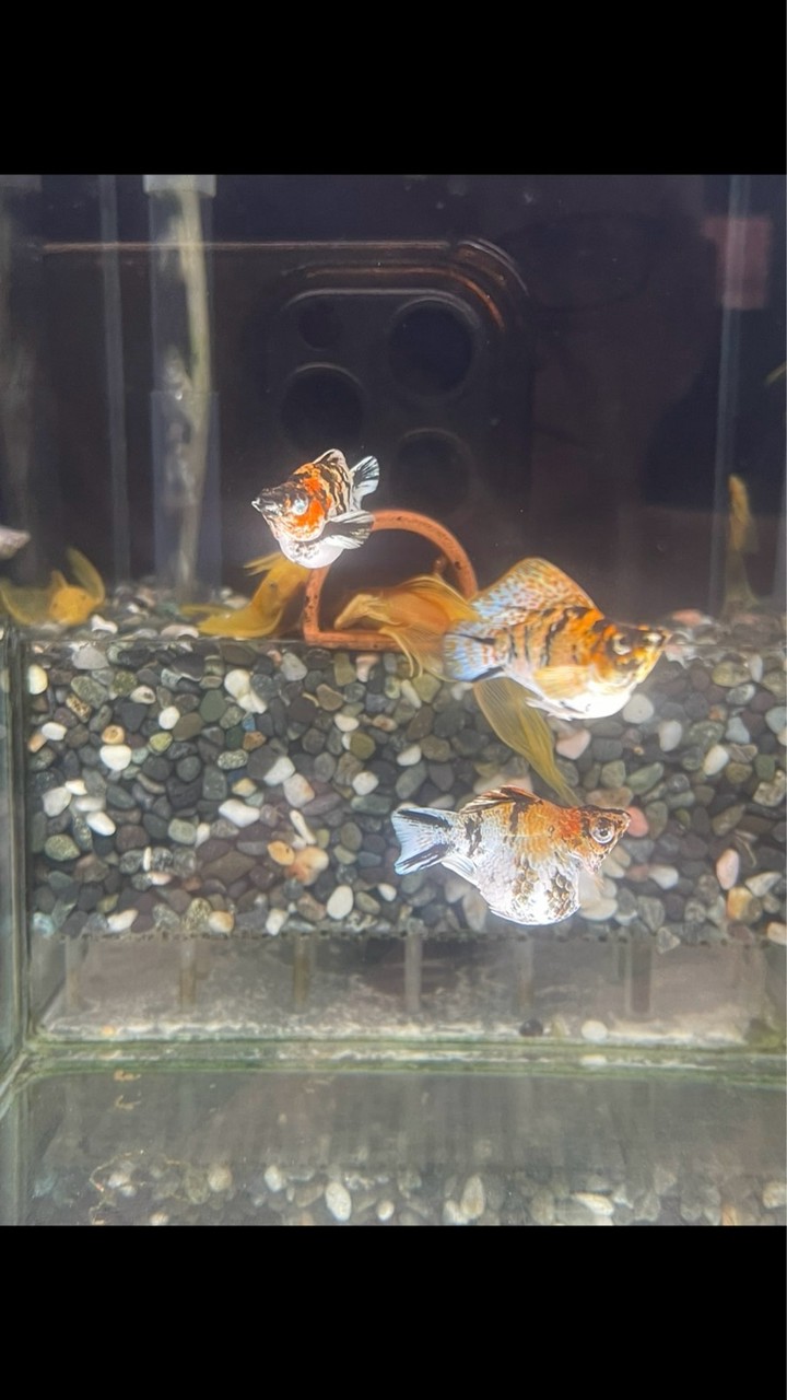 勇哥孔雀魚、茉莉交流