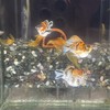 勇哥孔雀魚、茉莉交流