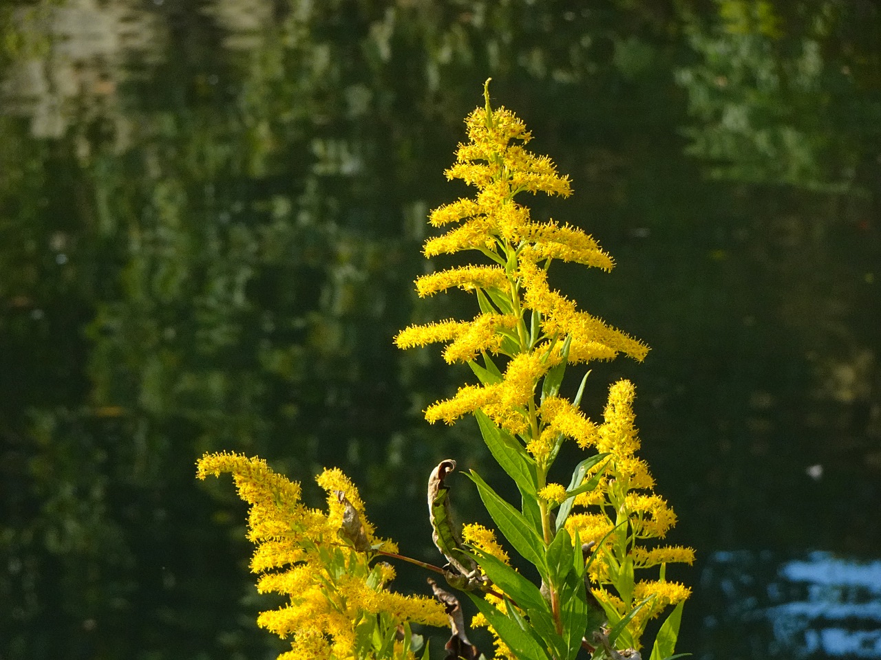 世界最輕巧，28 倍變焦的掌中長砲 Sony DSC-HX99 實拍評測