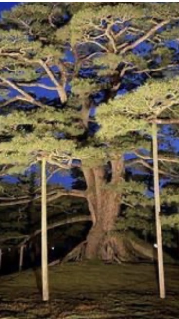松の木(本物)第三勢力　松ぼっくり国傘下