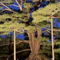 松の木(本物)第三勢力　松ぼっくり国傘下