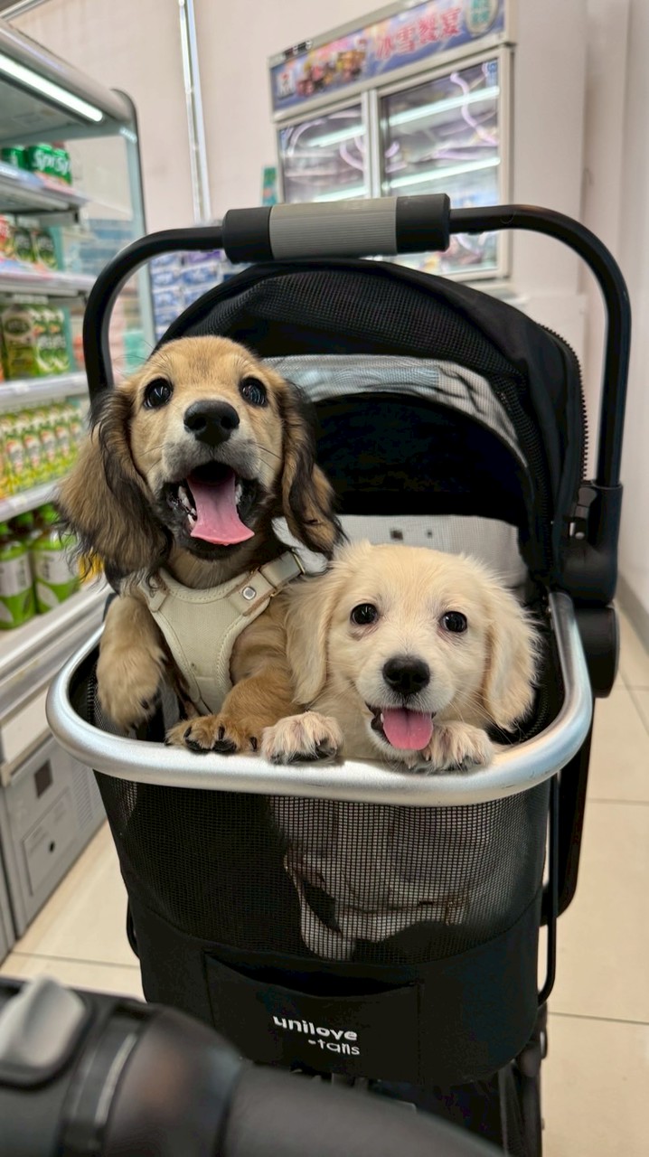 小安可寵物🐱🐶