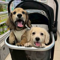 小安可寵物🐱🐶