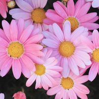 良性子宮疾患／子宮全摘