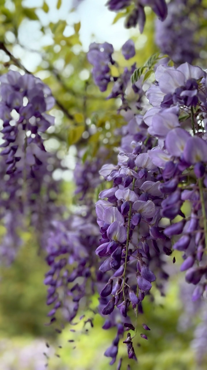 萬芳醫院耳鼻喉科研究計劃
