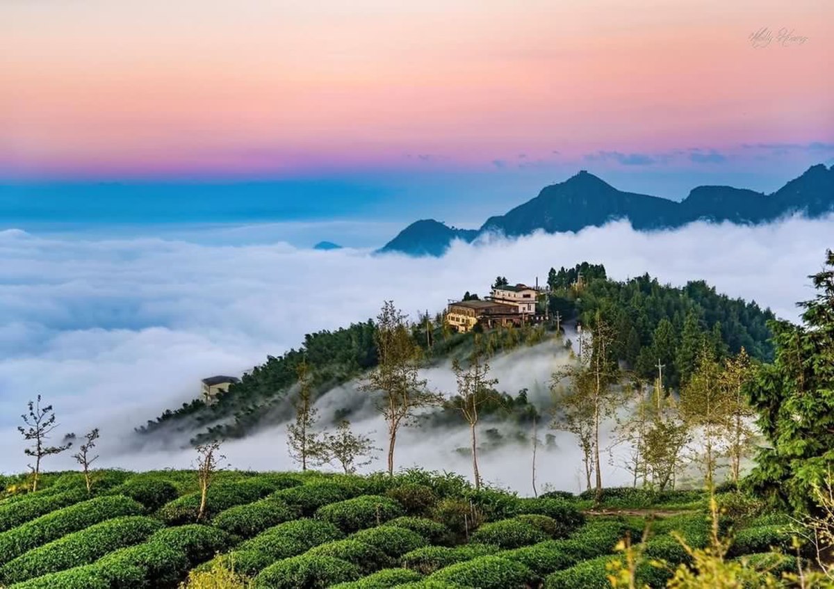 南投最美「銀杏森林」！破20萬坪堪稱「東南亞最大」，搭夕陽雲海如人間仙境