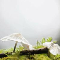 里山きのこ部🍄
