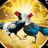 สนามชนไก่คลองเจ้าเมืง