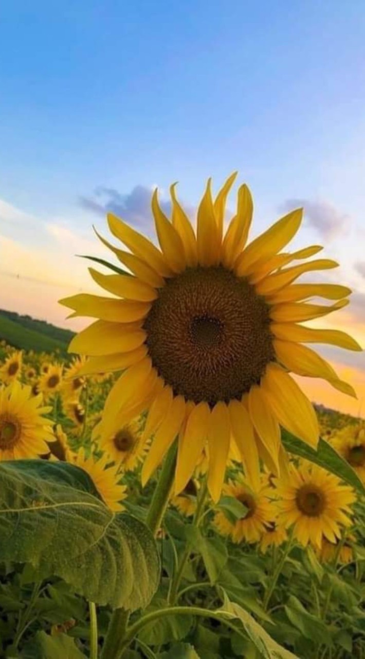 ด้อมหญิง🌻🌹#ด้อมทานตะวัน