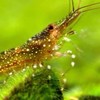 米蝦、蘇蝦、水晶蝦水族討論區