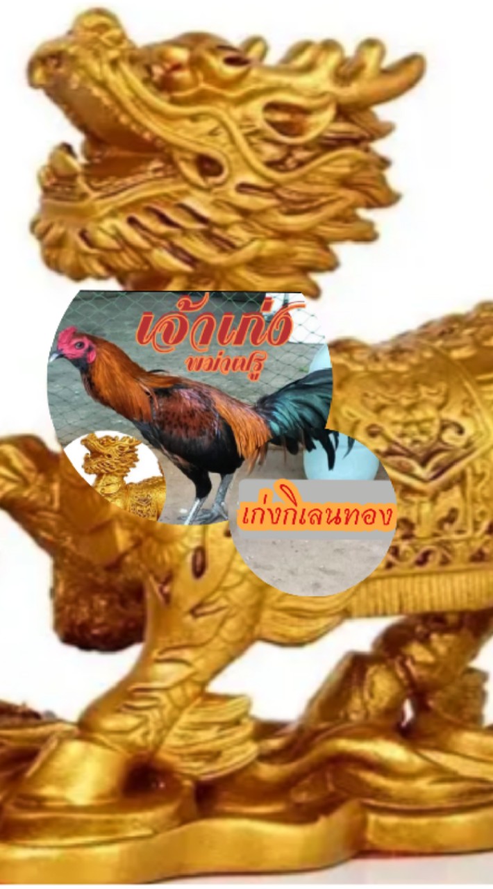 ลูกผสมเปรูจอมเตะ