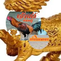 ลูกผสมเปรูจอมเตะ