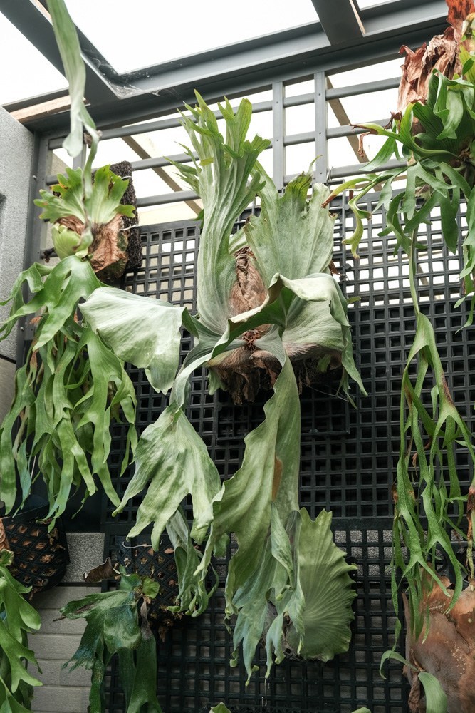 小鹿家麵包店, 安南區美食, 安南區麵包店, 台南烘培坊推薦, 台南可頌, 檸檬可頌, 甜甜圈