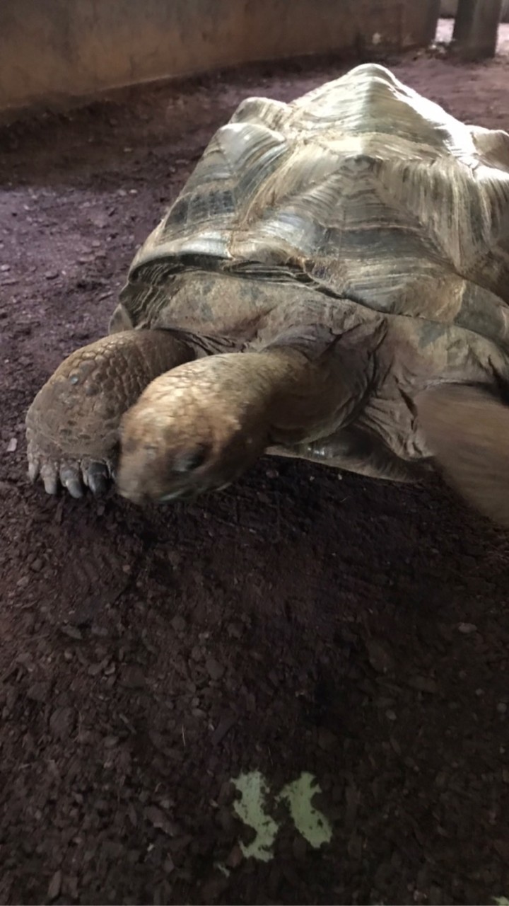 Turtles farm project