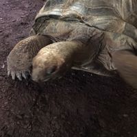 Turtles farm project