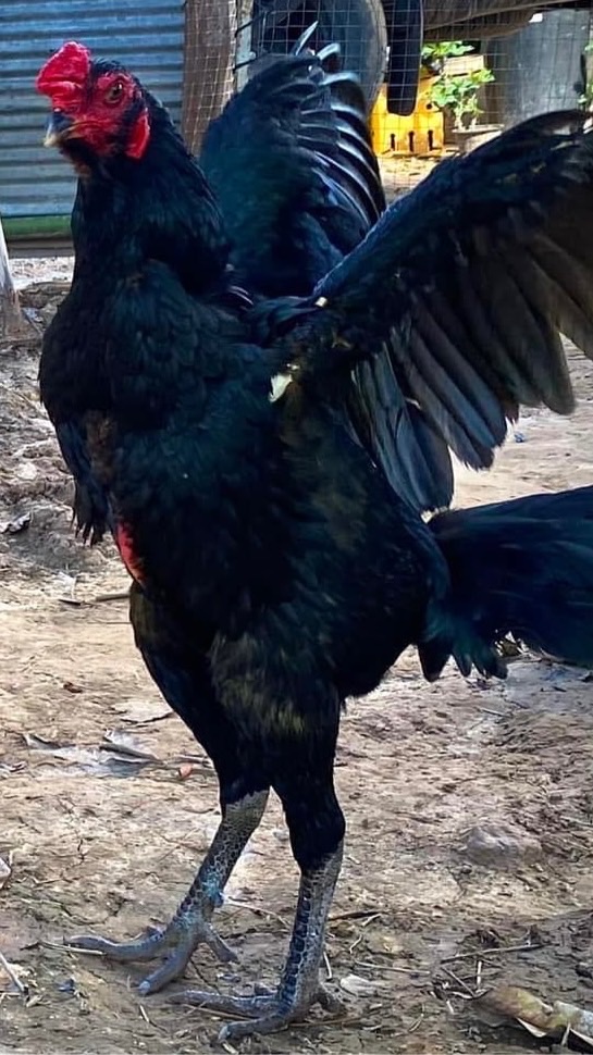 ไก่เยียร์ ประเทศไทย