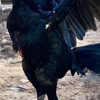 ไก่เยียร์ ประเทศไทย