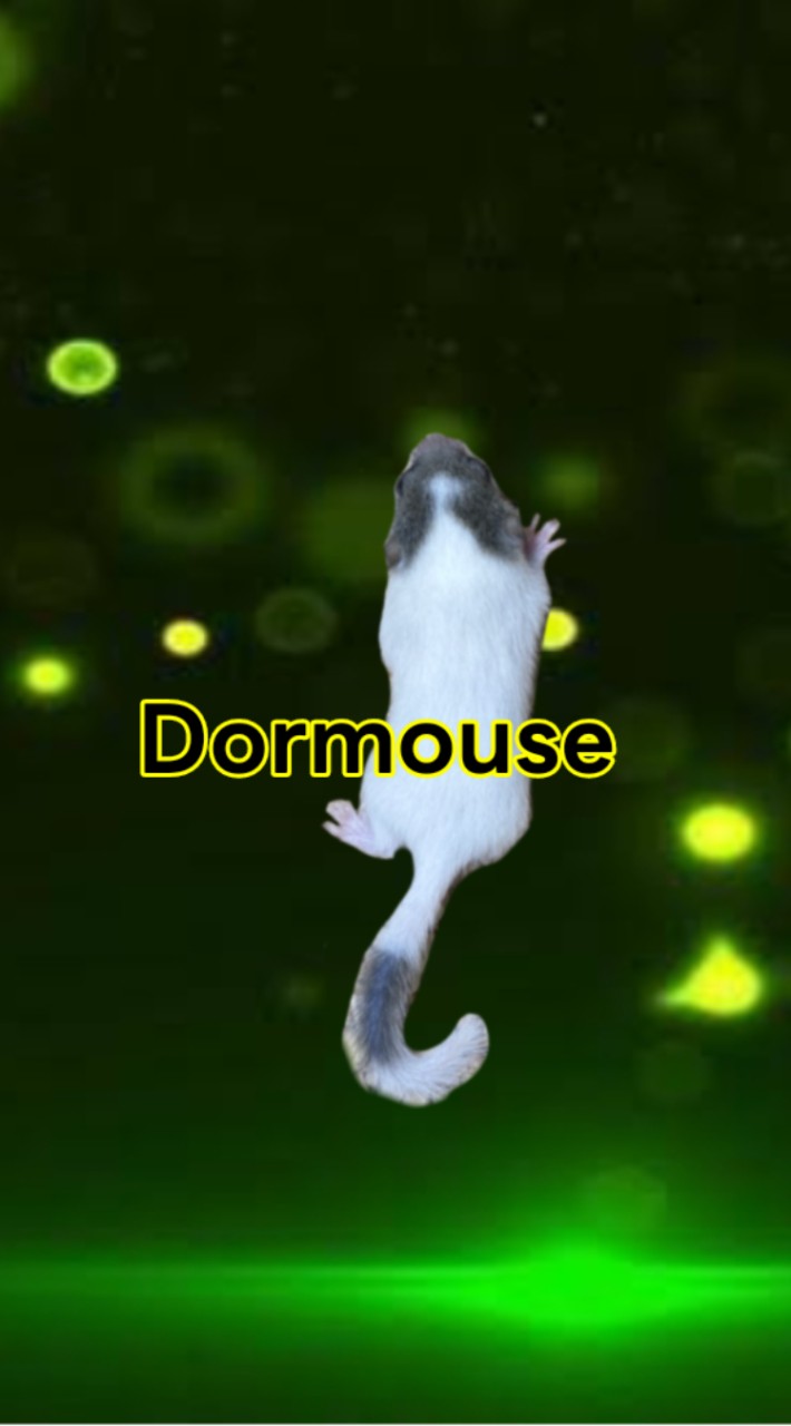 Dormouse Thailand Club ห้องซื้อ-ขาย