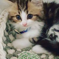 nao_cat0710